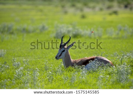 Springbok (Antidorcas marsupialis), Kgalagadi Transfrontier Park in rainy season, Kalhari Desert, South Africa/Botswana