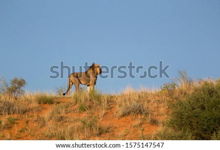 African lion (Panthera leo) - Male, in the dune, Kgalagadi Transfrontier Park, Kalahari desert, South Africa/Botswana