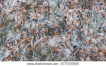 autumn frosty grass and leaves, natural Background. october or november time. Frozen fall leaves in hoarfrost. Beautiful late  autumn season. flat lay