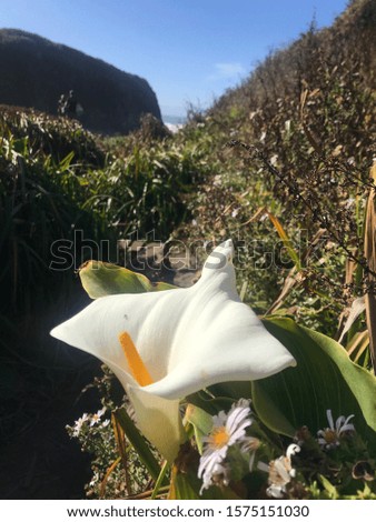 Picture of the calla lily valley in Big Sur California 