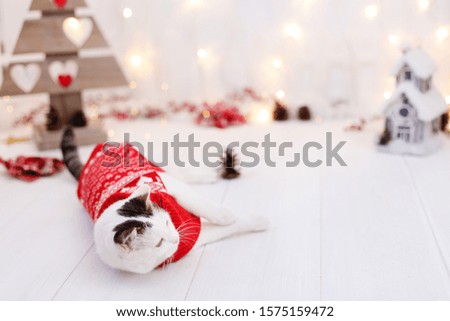 Beautiful cat wearing a red sweater sitting in a christmas corner with decorations 