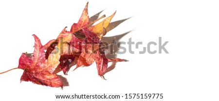 Three leaves, maple leaves, hard shadows, drops of water on the leaves. Autumn background, layout, template isolated on white background. Banner.