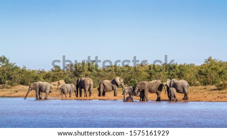 African bush elephant herd along Sable lake !in Kruger National park, South Africa ; Specie Loxodonta africana family of Elephantidae