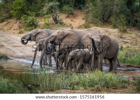 Small group of African bush elephants drinking in waterhole in Kruger National park, South Africa ; Specie Loxodonta africana family of Elephantidae