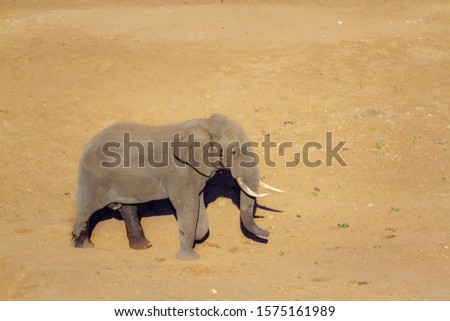 African bush elephant walking on riverbank sand in Kruger National park, South Africa ; Specie Loxodonta africana family of Elephantidae