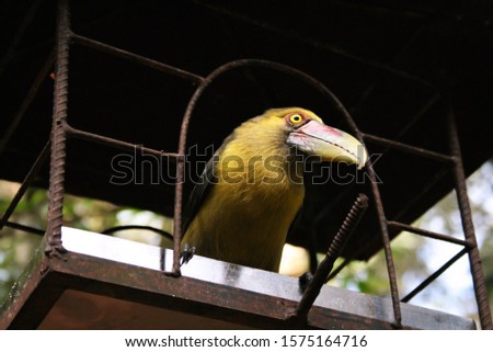Saffron Toucan (Pteroglossus bailloni) perched on the door of an open cage. Atlantic Rainforest bird
