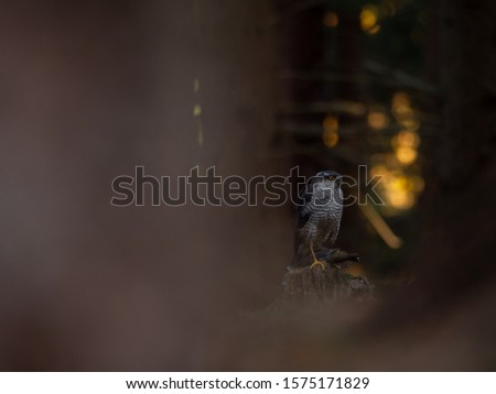 Eurasian sparrow hawk, Accipiter nisus, sitting on tree in the autumn forest. Wildlife animal from nature. Bird in the autumn forest habitat.