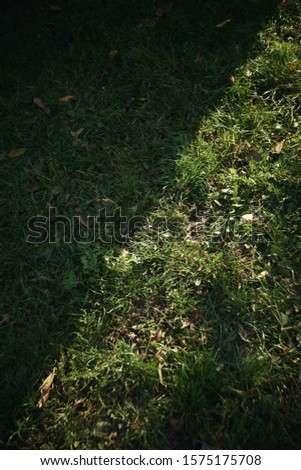 Green grass spited in to perts with light