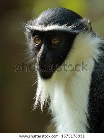 The roloway monkey (Cercopithecus roloway) . One of the rarest monkeys on the earth.