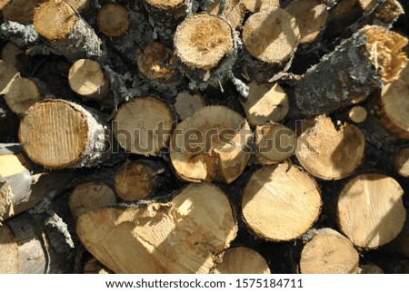Close-up of tree trunks. Trees lie on top of each other after sawing. Tree trunks are illuminated by sunlight.