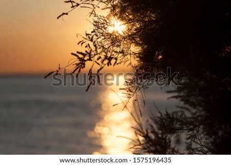 View of the sunset and the sea through the bush, the sun and the sea are out of focus