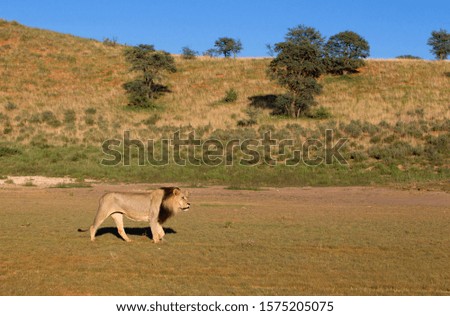 African lion (Panthera leo) - Male, Kgalagadi Transfrontier Park, Kalahari desert, South Africa/Botswana.
