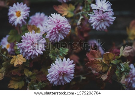 plant photo wallpaper. delicate pink chrysanthemums
