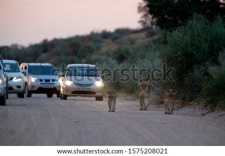 African lions (Panthera leo), at sunrise in the gravel road, Kgalagadi Transfrontier Park, Kalahari desert, South Africa.