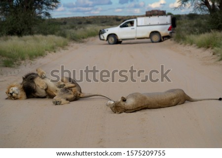 African lion (Panthera leo) - Male and female, in the gravel road, Kgalagadi Transfrontier Park, Kalahari desert, South Africa.