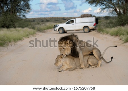 African lion (Panthera leo) - Male and female, in the gravel road, Kgalagadi Transfrontier Park, Kalahari desert, South Africa.