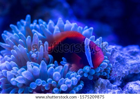 Tomato Clownfish and host anemone in underwater