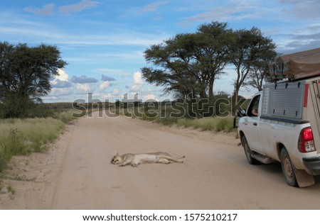 African lion (Panthera leo) - Female, in the gravel road, Kgalagadi Transfrontier Park, Kalahari desert, South Africa.