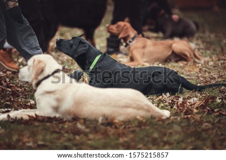 Group of dogs at the obedience training lesson. Royalty-Free Stock Photo #1575215857