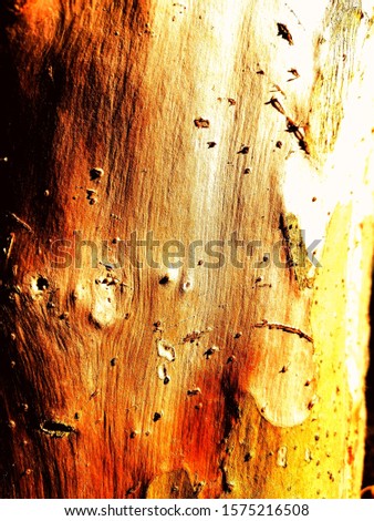 These pictures are mean to the nature of space of cracked of bark and effected by termites the result is amazing characters