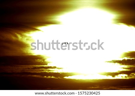 Bird silhouette flying towards sunlight between clouds