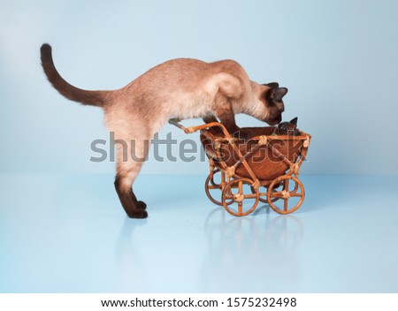 Siamese cat looks at a toy wooden kitten in a stroller. A metaphor of mom’s care for her baby.