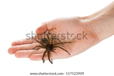Selenopid Crab Spider on a palm