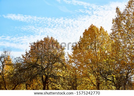 Yellow trees stand in the park against the blue sky