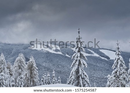  Winter landscape from the mountain with fir forest, snow and blue sky with clouds
