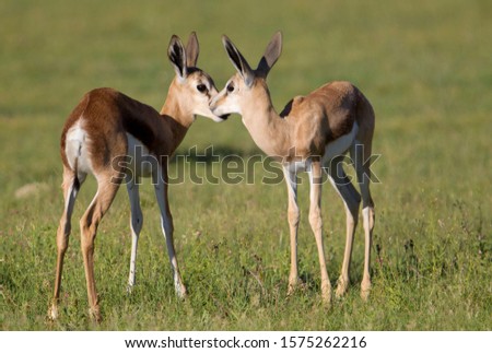 Springbok (Antidorcas marsupialis) - Lamb, Kgalagadi Transfrontier Park in rainy season, Kalahari Desert, South Africa.
