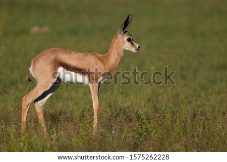 Springbok (Antidorcas marsupialis) - Lamb, Kgalagadi Transfrontier Park in rainy season, Kalahari Desert, South Africa.
