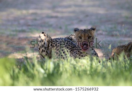 Cheetah (Acinonyx jubatus), eating, Kgalagadi Transfrontier Park, Kalahari desert, South Africa.
