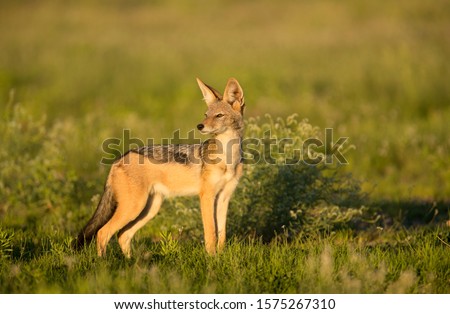 Black-backed Jackal (Canis mesomelas), Kgalagadi Transfrontier Park, Kalahari desert, South Africa.