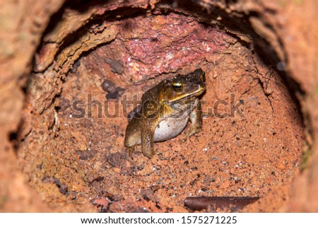 Frog in Linhares, Espirito Santo. Southeast of Brazil. Atlantic Forest Biome. Picture made in 2014.