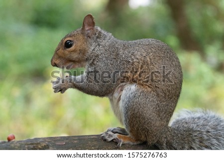 Portrait of an eastern gray squirrel (sciurus carolinensis) sitting on a park bench while eating a nut.