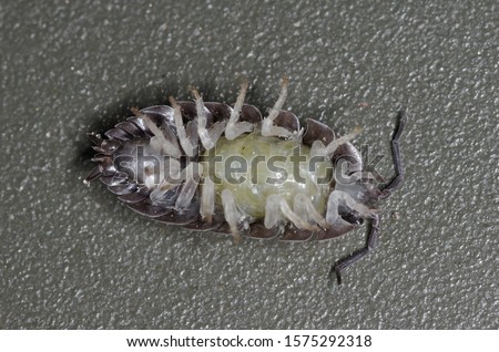 Ventral side of a gravid female of the common louse (Porcellio scaber) showing the pouch containing the eggs
