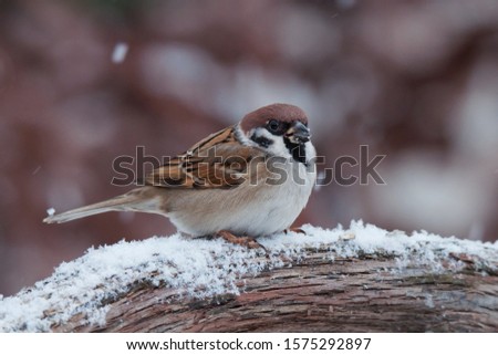 Eurasian tree sparrow (Passer montanus), small brown bird sitting on wood root, first snow with animals, little songbird looking for some meal, wild scene from nature.   Royalty-Free Stock Photo #1575292897