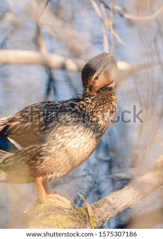Mallard female cleaning herself while sitting on a branch near a river
