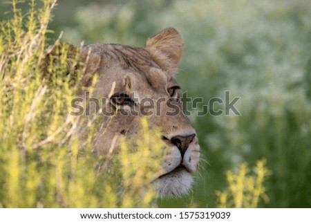 African lion (Panthera leo) - Female, Kgalagadi Transfrontier Park, Kalahari desert, South Africa.