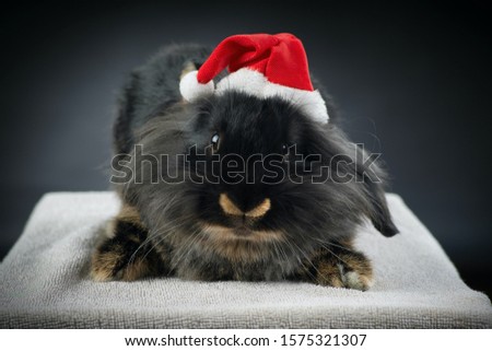 Sweet black and brown rabbit wishing merry Christmas!