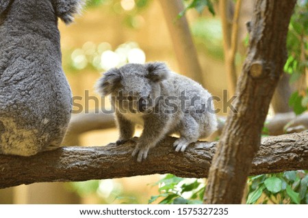 It is a parent and child of koala.