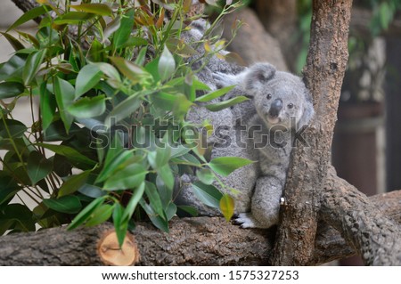 It is a parent and child of koala.
