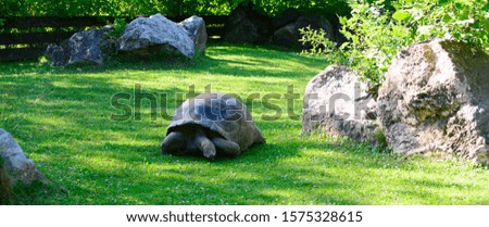 Elephant or Galapagos tortoise is the largest animal
