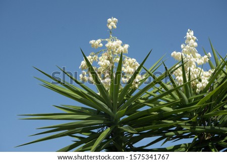 The White Blossom of the Yucca Palm