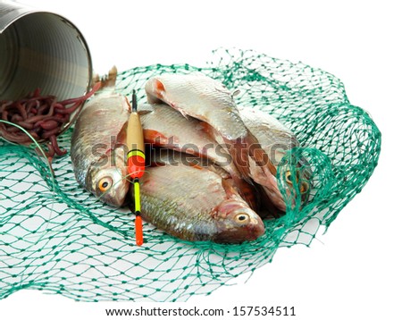 Fishes in fishing net isolated on white