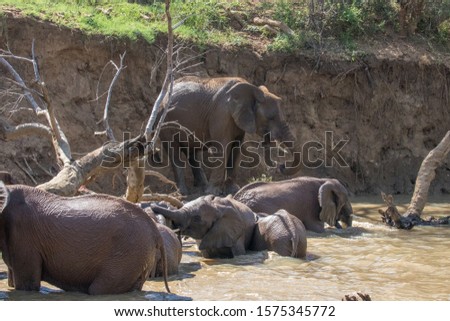 ELEPHANT AT MADIKWE SOUTH AFRICA
