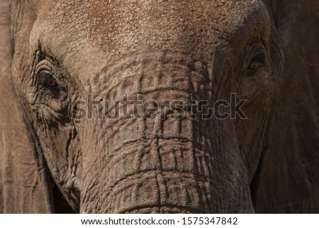 ELEPHANT AT MADIKWE SOUTH AFRICA
