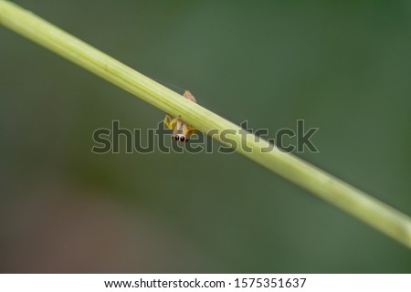 Tiny jumping spider walking up a green plant hanging upside down like a spiderman