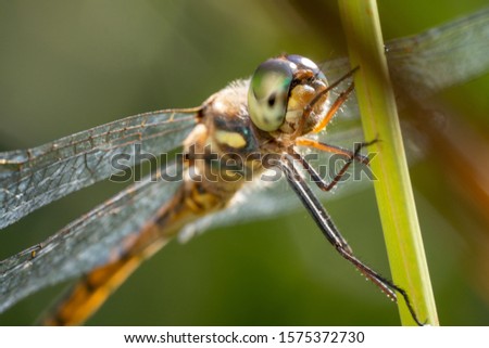 Green dragonfly with yellow and black tail close up shot from the front side