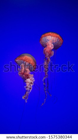 jellyfish swimming with a bright blue background